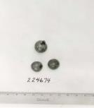 Click for 1 image(s) for this accession. FRUIT